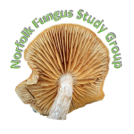Norfolk Fungus Study Group
